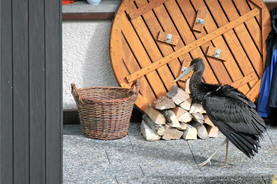 Schwarzstorch auf Stadtausflug Der Vogel schaut sich sogar auf einer Terrasse am südlichen Stadtrand um. Foto: Dieter Seitz
