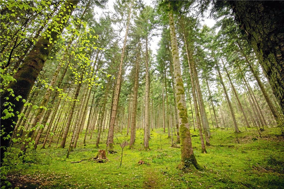 Frühlingserwachen vor einigen Wochen am Einstieg des Wegs zu den Wasserfällen. Foto: A. Becher