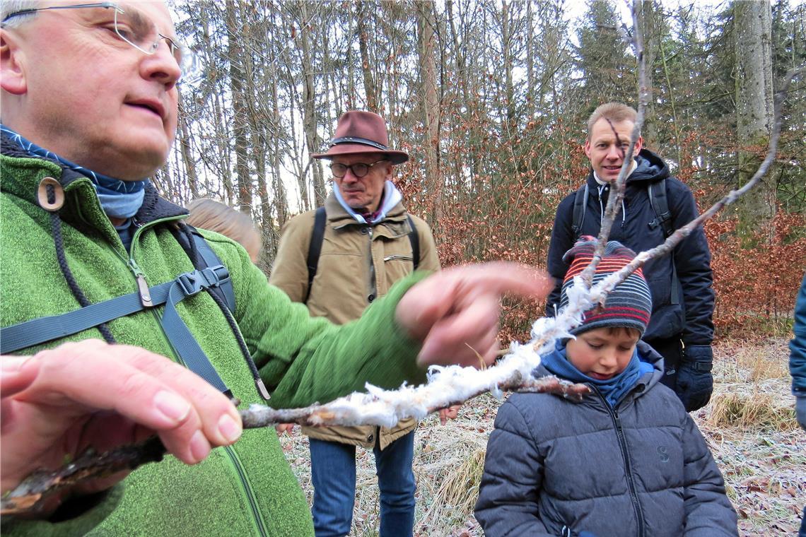 Wanderung im Winterwald: Wo sich Hotz und Salamander wohlfühlen Walter Hieber hat einen Stock mit wunderschönen Eisformationen gefunden. „Feeneis“ entsteht, wenn Pilze auf beziehungsweise im Holz bei tiefen Temperaturen Gase abgeben. Fotos: Christine Schick