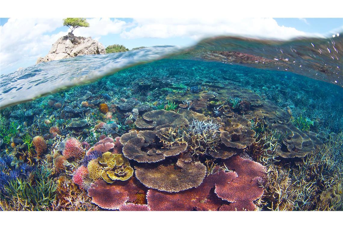 WWF-Bericht: Igeln geht es schlechter, Seeadlern besser . Die Klimakrise führt zu Rekordtemperaturen im Wasser, durch die in den tropischen Meeren der ganzen Welt die Korallenriffe bleichen. (Handout)