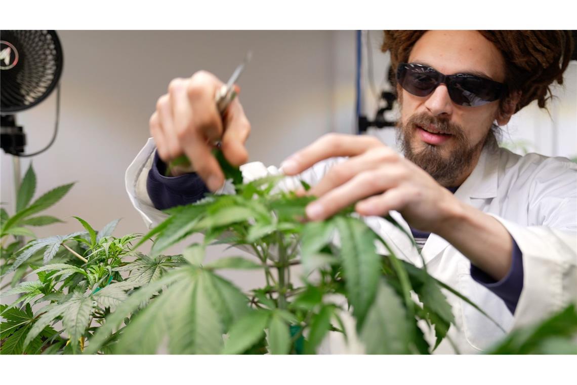 Innenministerium hält Cannabis-Gesetz für „handwerklich verkorkst“ 25 Anbauvereine für Cannabis haben in Baden-Württemberg bislang eine Genehmigung erhalten. (Archivbild)