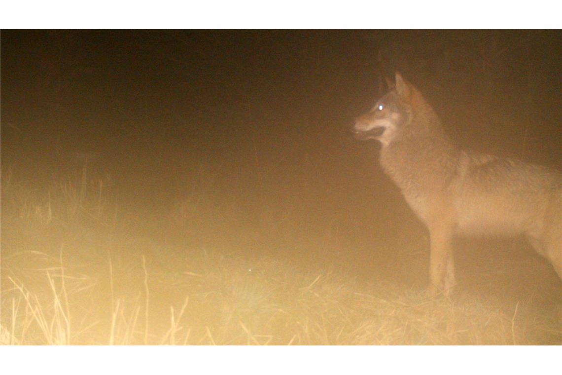 209 Wolfsrudel leben in Deutschland 40.000 Hinweise und Nachweise wurden für die aktuelle Statistik ausgewertet. (Archivbild)