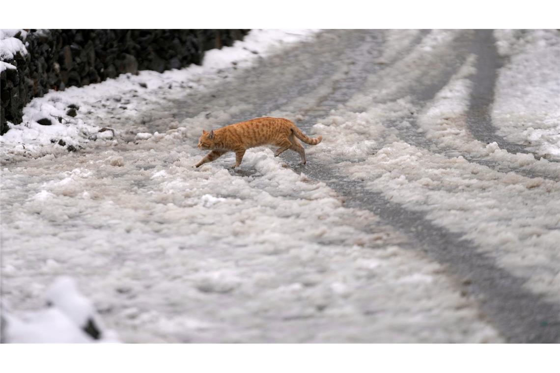 ABC, wer läuft denn da im Schnee? Eine Katze huscht im indischen Srinagar über eine schneebedeckte Straße.