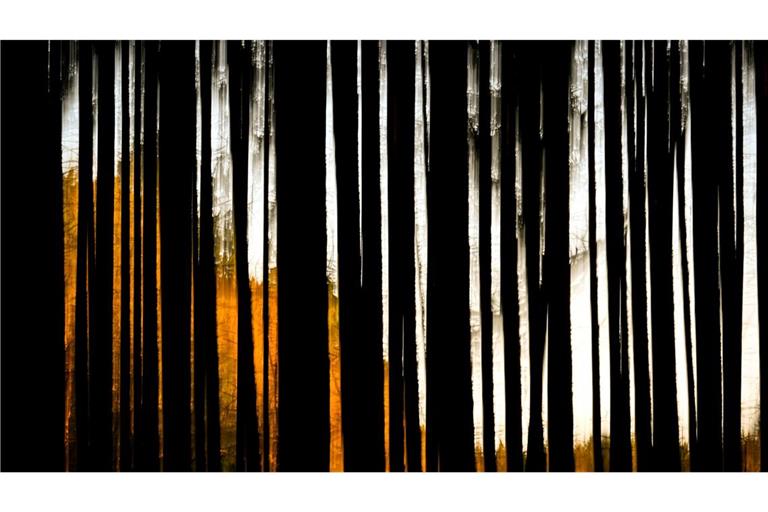Abends im Wald bei Bremen.