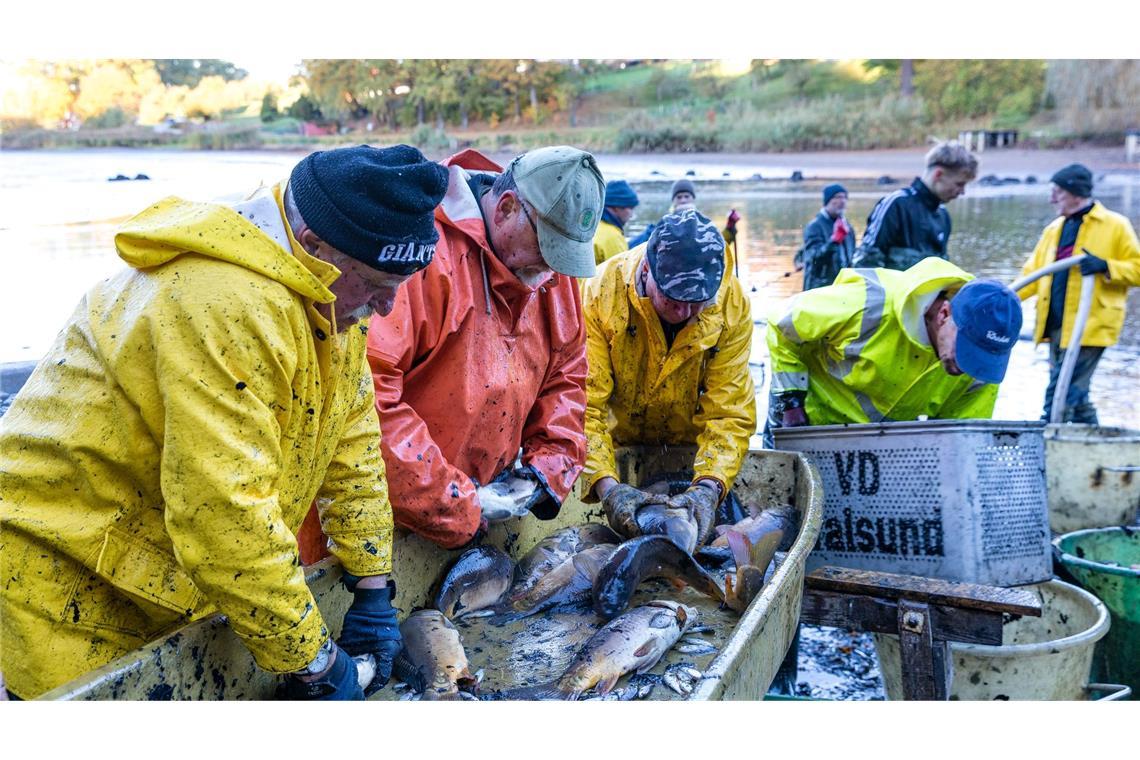 Bilder des Tages Abfischen am Dorchesee bringt reiche Beute