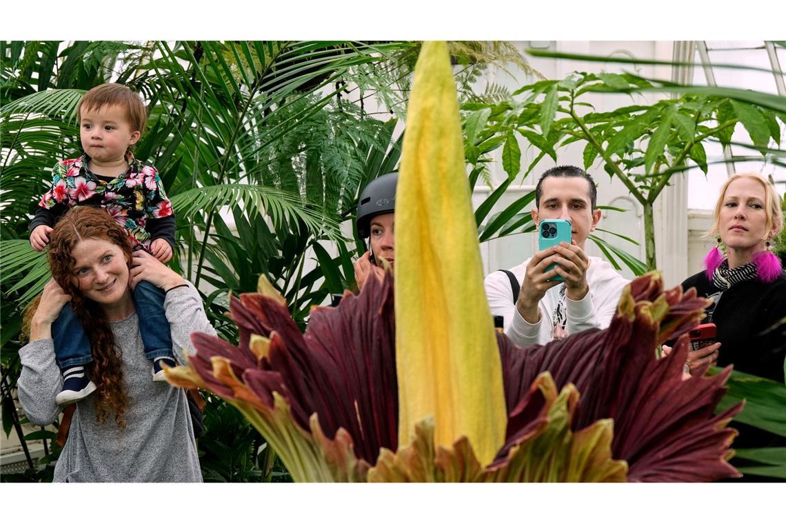 Bilder des Tages Abigail Zaehringer, links, trägt ihren Sohn Avery Liu auf den Schultern, während sie eine blühende Titanenwurz die im Conservatory of Flowers in San Francisco wächst betrachten.
