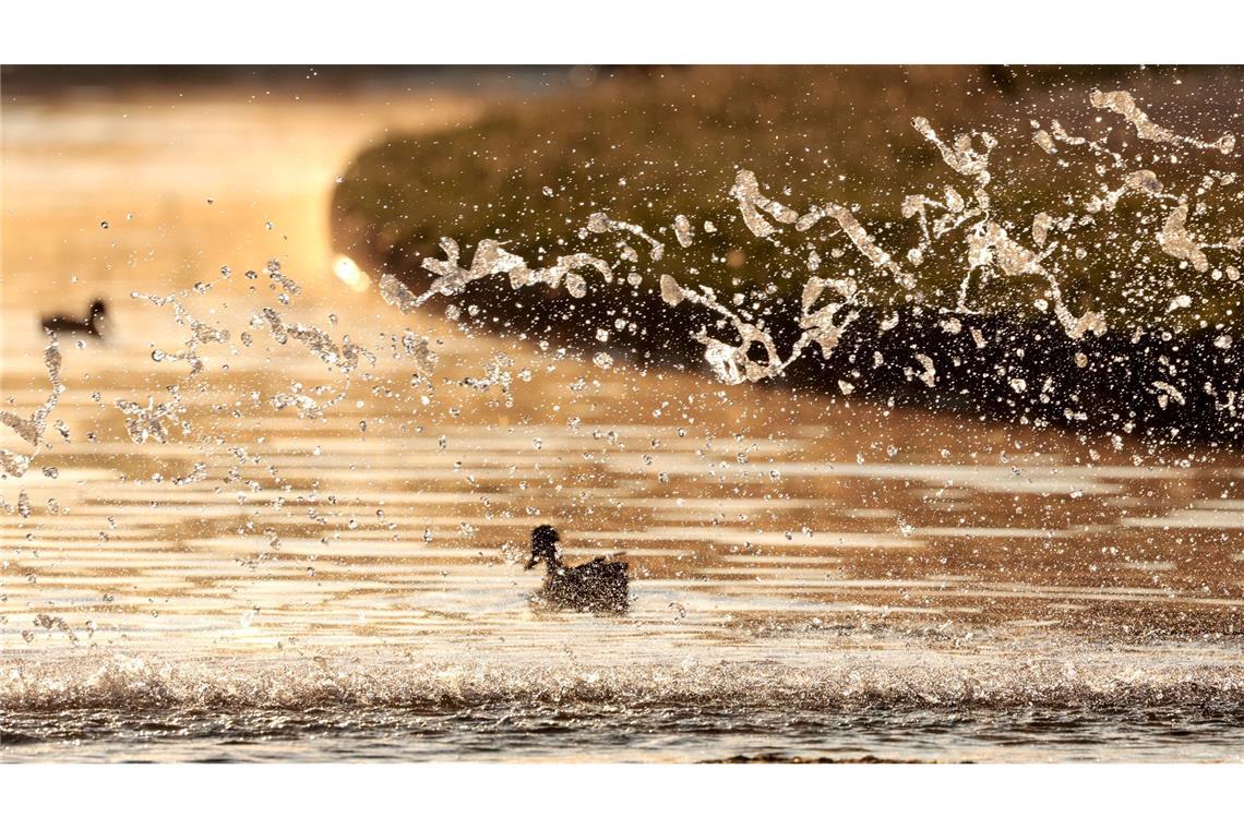 Bilder des Tages