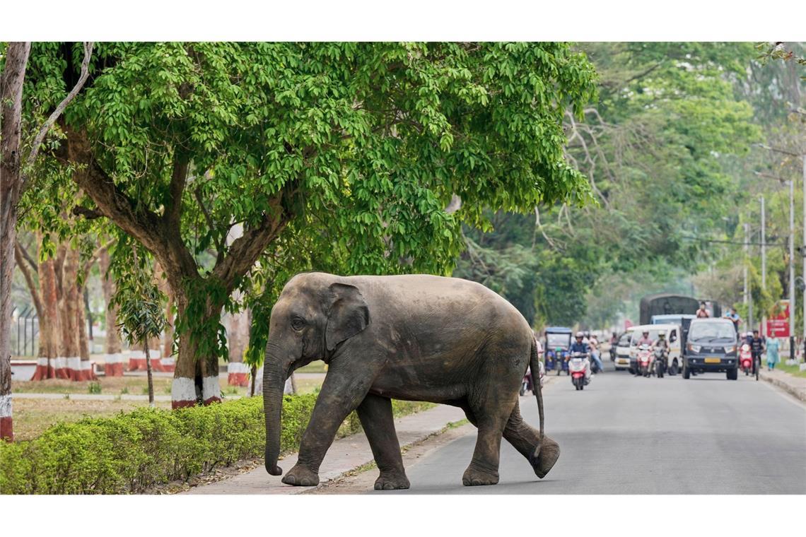 Achtung Elefanten kreuzen: Ein wilder Elefant, der aus dem Amchang-Wildreservat in Indien ausgebüxt ist, überquert eine Straße in Guwahati im indischen Bundesstaat Assam.