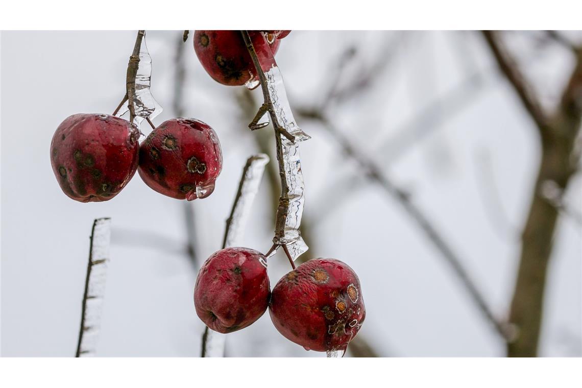 Bilder des Tages Äste eines Baumes sind mit einer dicken Eisschicht überzogen