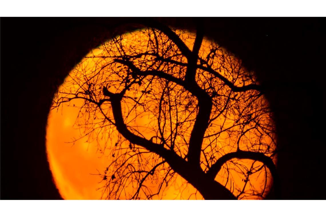 Äste eines Baumes sind vor dem rötlich leuchtenden und abnehmenden Mond am frühen Abend über der Landschaft bei Sieversdorf zu sehen.