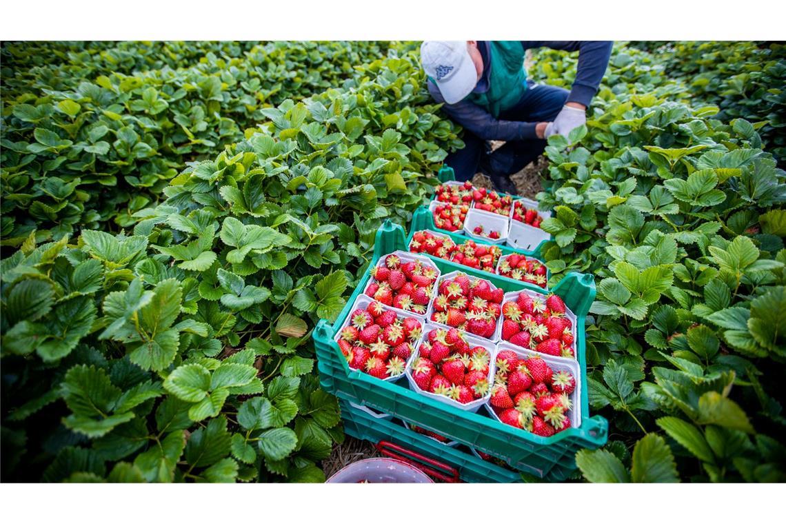 Agrarminister ohne Beschluss zum Mindestlohn. (Symbolbild)
