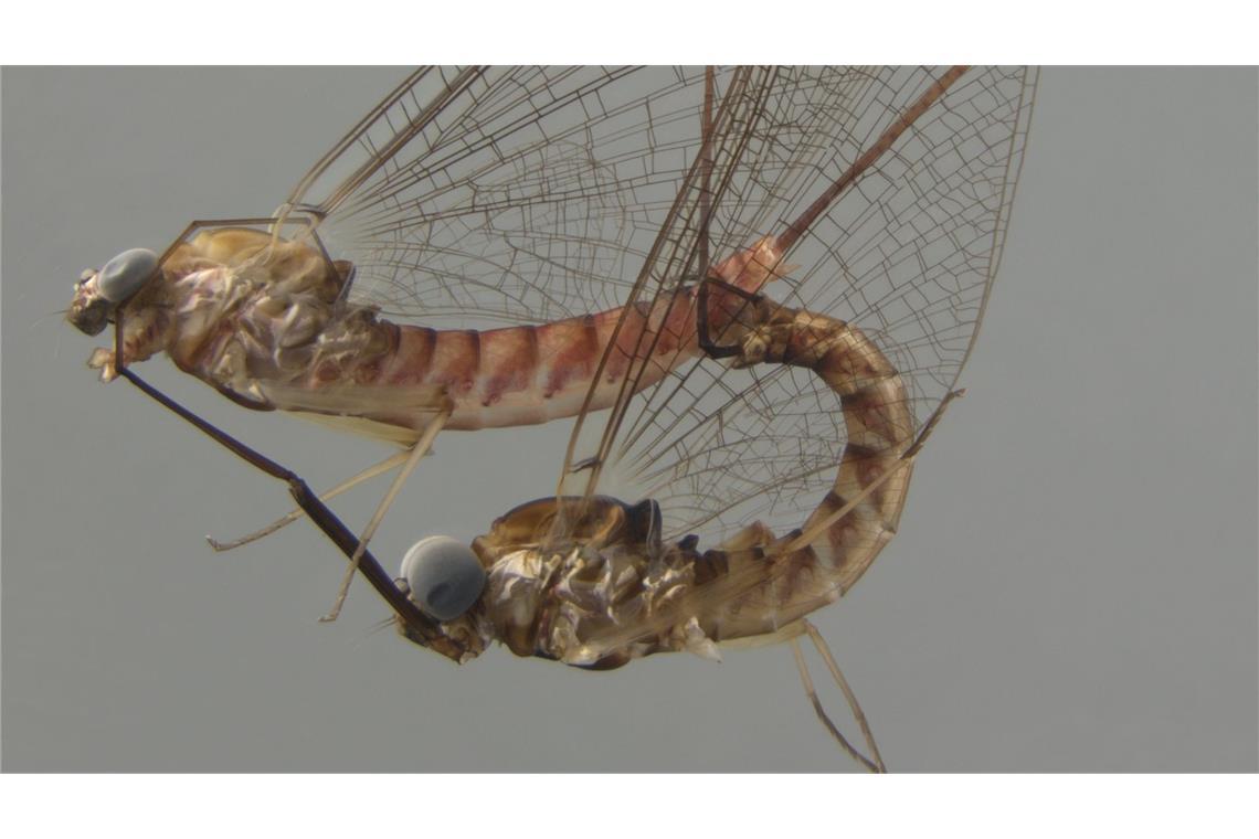 Akrobotisch unterwegs: die Eintagsfliege beim Paarungsritual.