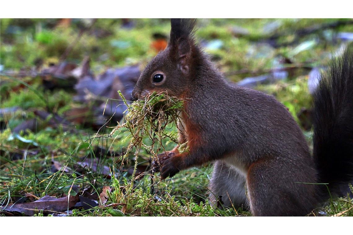 Bilder des Tages Aktion Eichhörnchen: Dieses Eichhörnchen sammelt in einem Garten in Kaufbeuren Moos für sein Nest.
