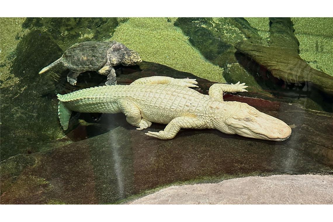 Albino-Alligator Claude lag meist regungslos auf einem beheizten Felsen oder schwamm mit Schildkröten durch sein Becken. (Archivbild)