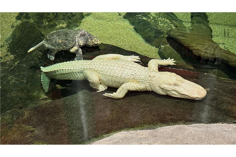 Albino-Alligator Claude lag meist regungslos auf einem beheizten Felsen oder schwamm mit Schildkröten durch sein Becken. (Archivbild)