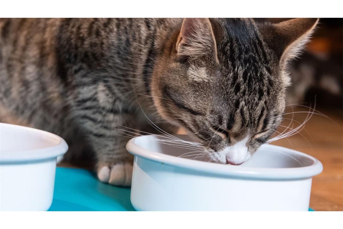Aldi ruft aktuell Katzenfutter der Marke „Cachet“ zurück. (Symbolbild)
