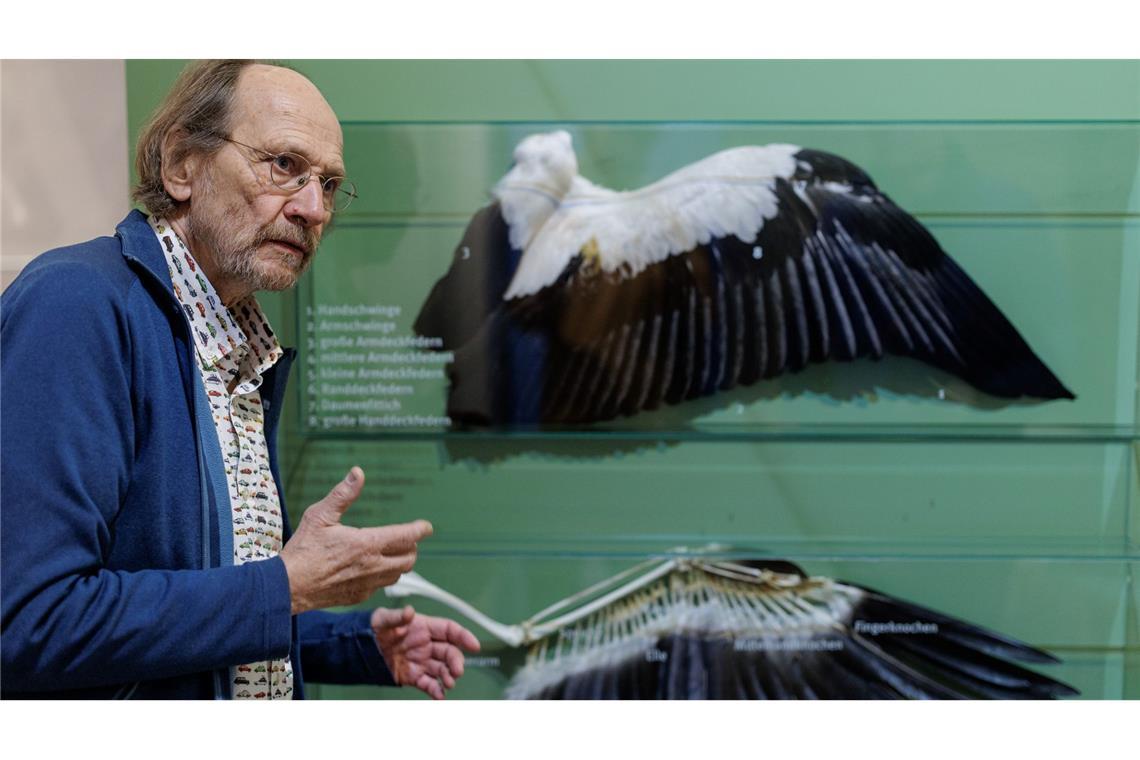 Alfons Rolf Bense zeigt im Westfälischen Storchenmuseum ein Exponat zur Anatomie des Weißstorchs.