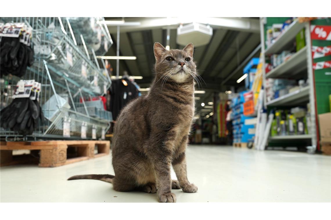 Alles im Blick - Katze "Lotti" wohnt in einem  Baumarkt in Plön.