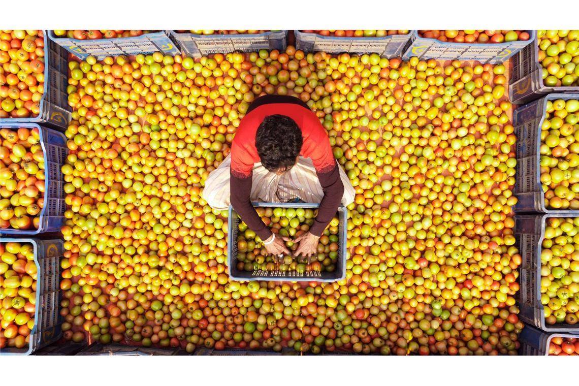Bilder des Tages Alles Tomate: In in Bangladesch werden nach der Ernte Tomaten sortiert und verpackt.