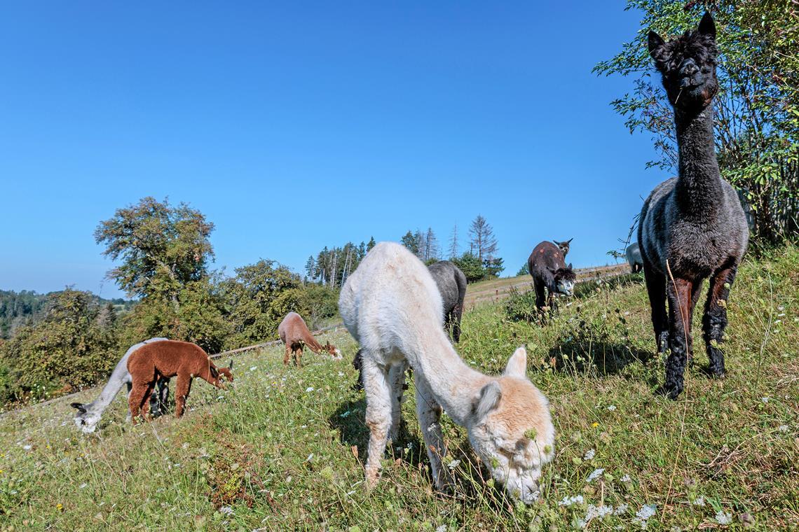 Alpakas: Der flauschige Ruhepol aus den Anden Alpakas fühlen sich an Hängen wohl. Das kleine braune Fohlen Resi (links) wurde Ende Juni geboren und ist das einzige Jungtier in diesem Jahr in Inken Bubecks Zucht. Fotos: Stefan Bossow