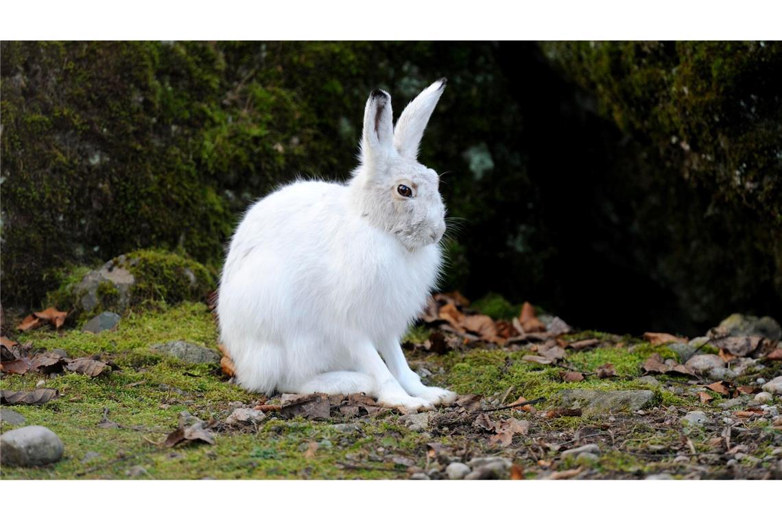 Alpenschneehase zum "Tier des Jahres" gewählt Alpenschneehasen tragen im Winter weiße, luftgefüllt Haare und eine feine Unterwolle (Handout).