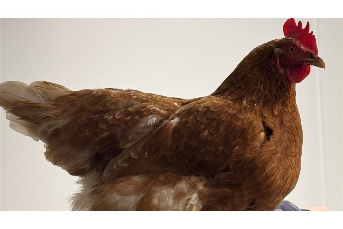 Als blinder Passagier ist Henrietta durch München gereist – die Bundespolizei hat sich um das Huhn gekümmert.