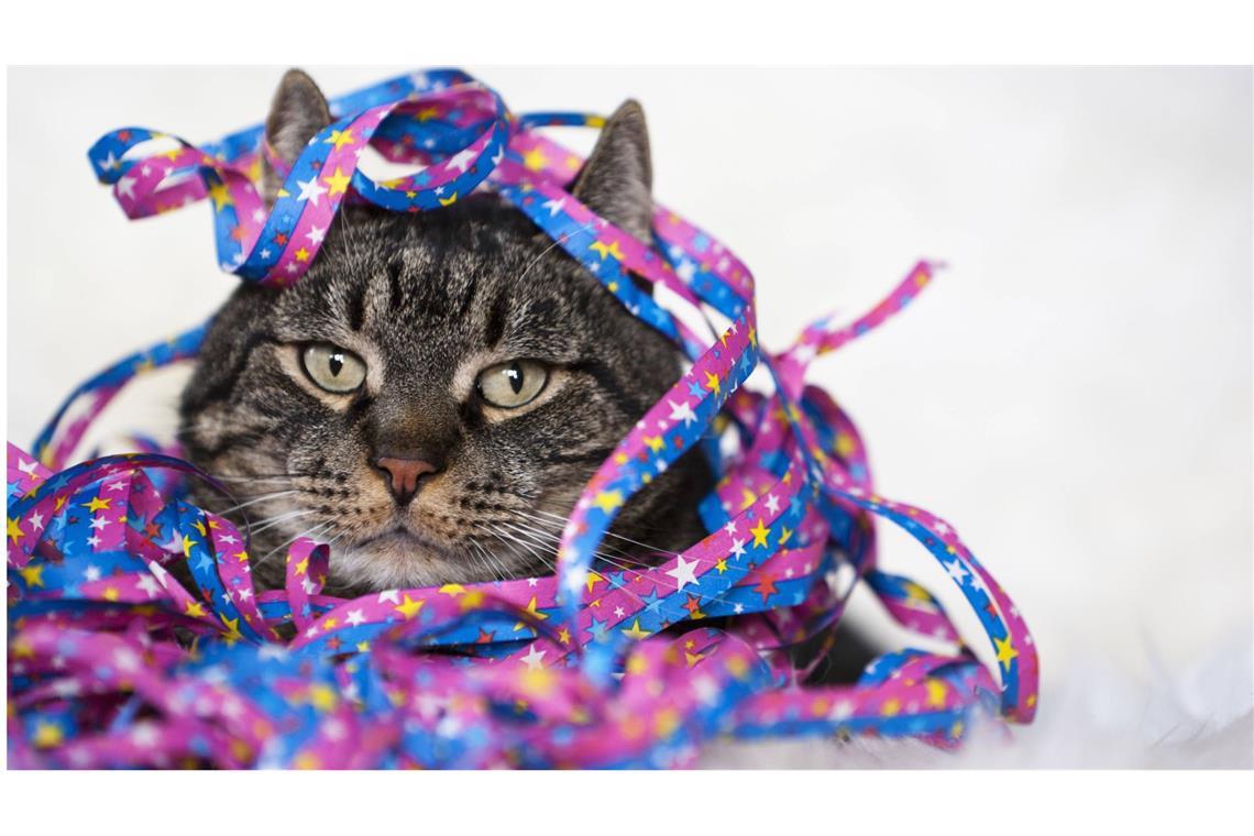 Was macht Alkohol im Gehirn? Als Kater oder Katzenjammer bezeichnet man umgangssprachlich das Unwohlsein und die Beeinträchtigung der körperlichen und geistigen Leistungsfähigkeit eines Menschen infolge übermäßigen Alkoholkonsums.