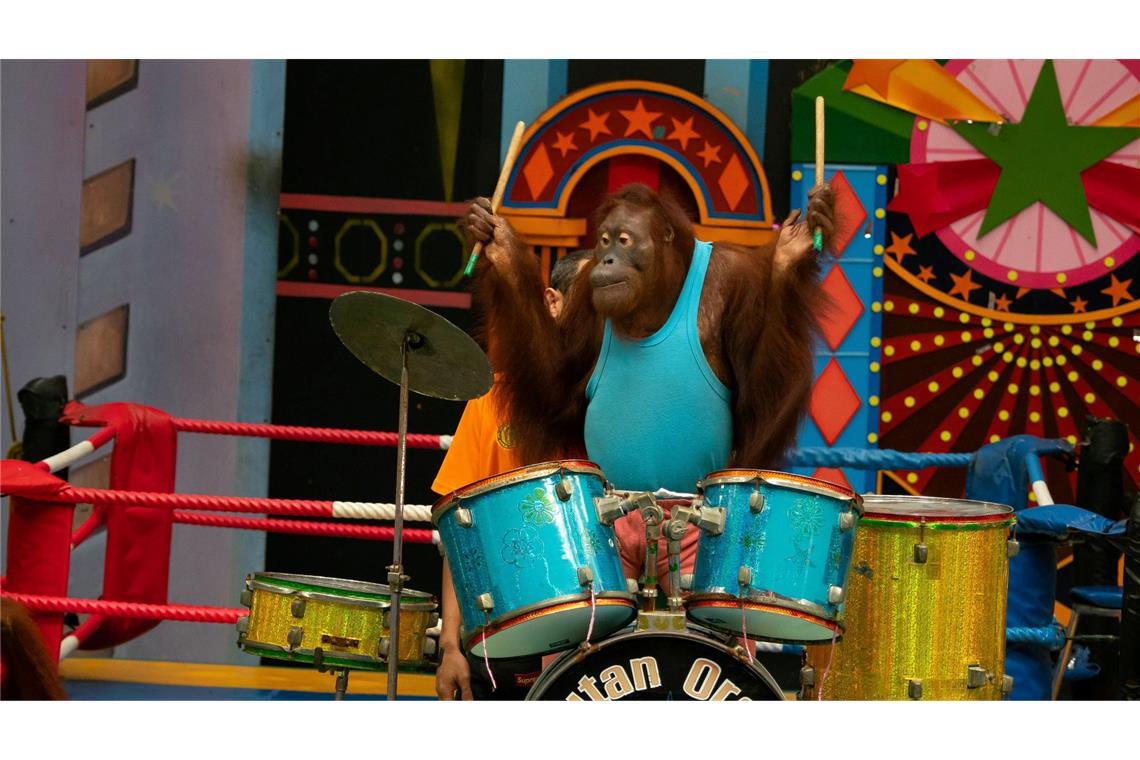 Am 19. August ist Welt-Orang-Utan-Tag.