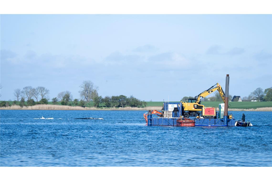 Am Dienstag soll der Abtransport des Buckelwals starten.