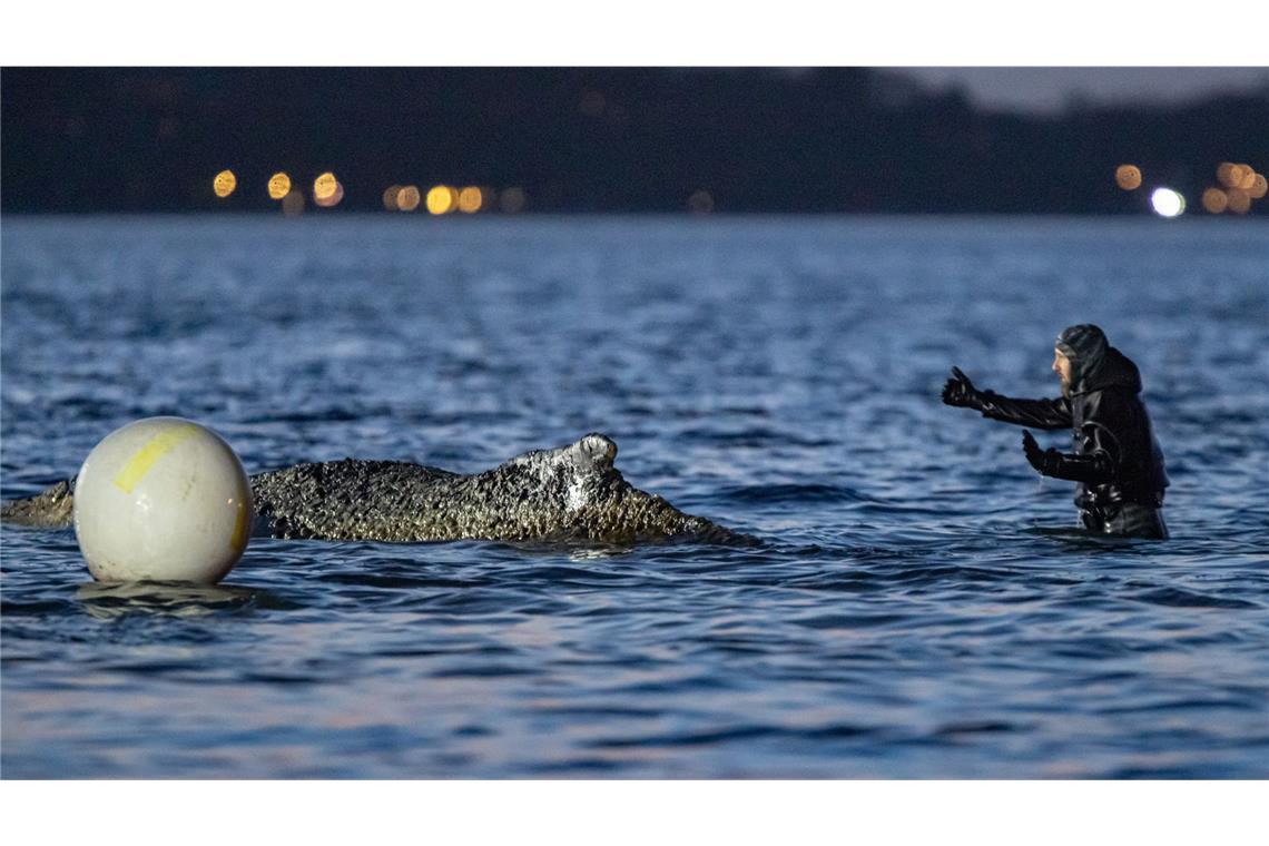 Am Donnerstag hatten Experten vor Ort an einer Rinne für das Tier gearbeitet.