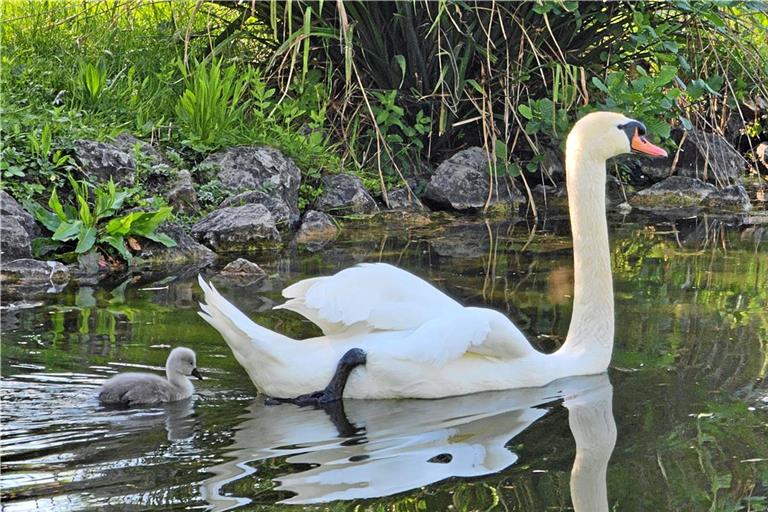 Am Feuersee gibt es wieder flauschigen Nachwuchs. Wenn das Junge gut durchkommt, muss die Stadtverwaltung allerdings überlegen, wie die Lösung in einem Jahr aussieht. Brütet das Paar wieder, wird der Vater den Jährlingsschwan attackieren, um ihn zu vertreiben.
