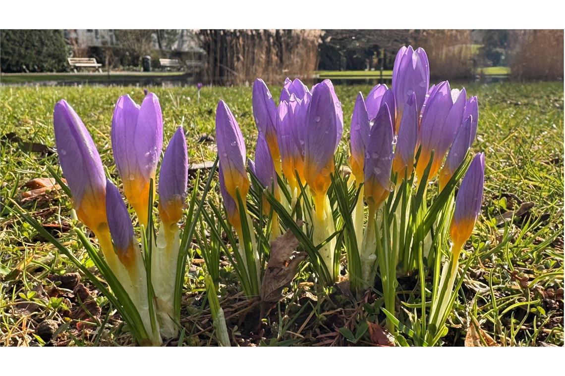 Höhere Temperaturen in Sicht – am Freitag bis zu 17 Grad Am Freitag können die Menschen in Baden-Württemberg mit frühlingshaften Temperaturen rechnen.