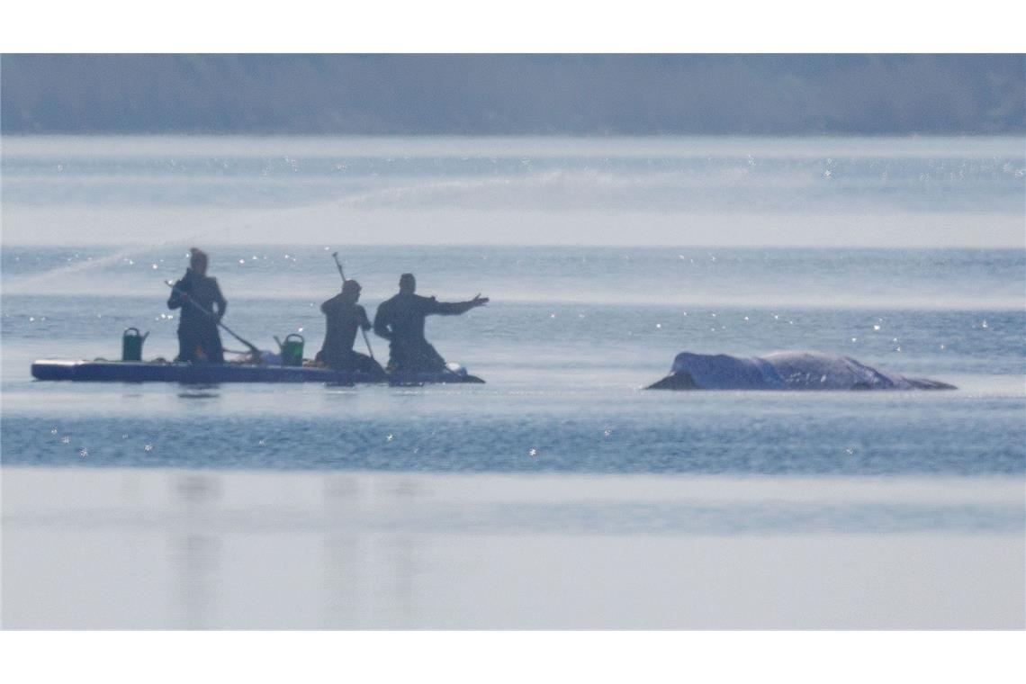 Am Freitag lief die private Rettungsaktion des vor der Ostsee-Insel Poel gestrandeten Buckelwals weiter auf Hochtouren.
