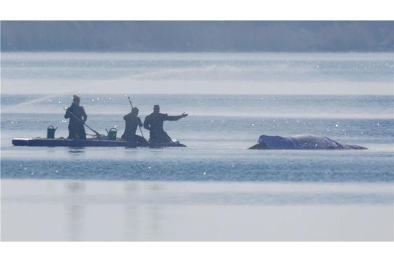 Am Freitag lief die private Rettungsaktion des vor der Ostsee-Insel Poel gestrandeten Buckelwals weiter auf Hochtouren.