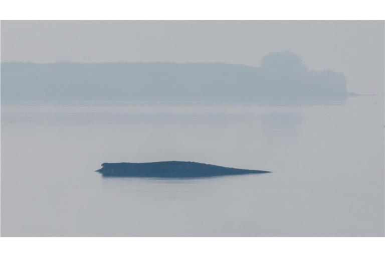 Am Freitag wird die Rettungsaktion für den gestrandeten Buckelwal fortgesetzt.