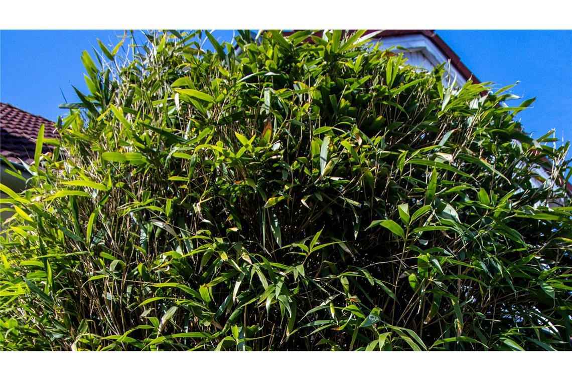 Kein Höhenlimit: Bundesgerichtshof klärt, was eine Hecke ist Am höchsten deutschen Zivilgericht ging es um eine meterhohe Bambushecke. (Symbolbild)