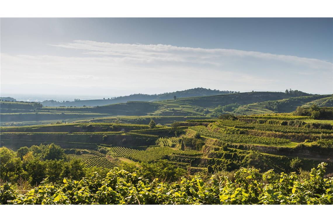 Einzigartige Grabanlage der Kelten entdeckt Am Kaiserstuhl in Baden-Württemberg wurde eine alte Grabanlage der Kelten entdeckt. (Symbolbild)