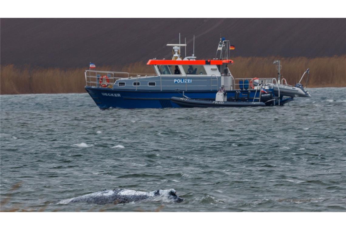 Am Morgen ist der gestrandete Buckelwal frei im Wasser geschwommen.