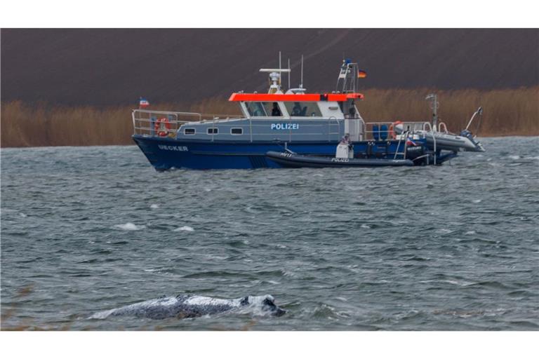 Am Morgen ist der gestrandete Buckelwal frei im Wasser geschwommen.