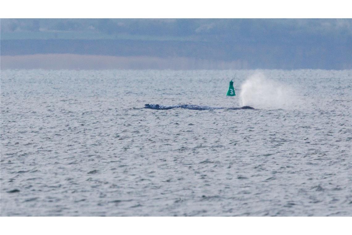 Am Morgen ist der gestrandete Buckelwal frei im Wasser geschwommen.