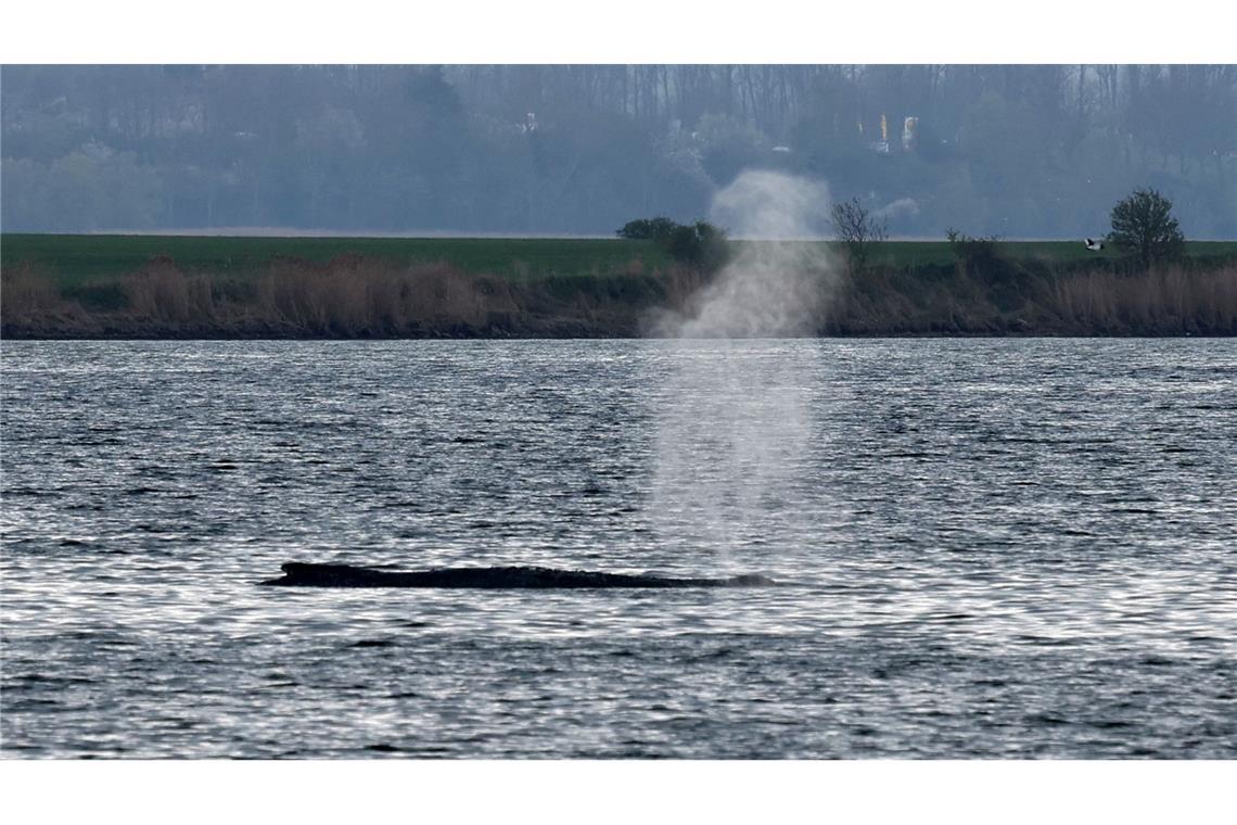 Am Samstag stieß der Buckelwal Atemfontänen aus.