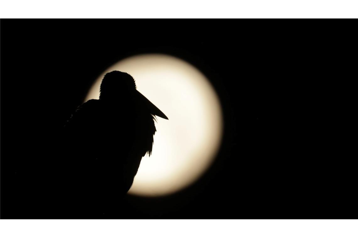 Am Sonntag war Vollmond - sein Licht wird es noch in den nächsten Tagen erschweren, Perseiden zu entdecken. (Archivbild)