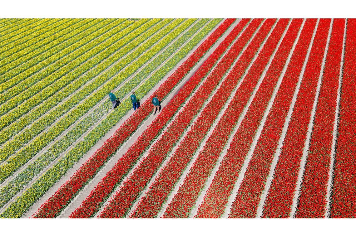 Am Wochenende findet hier zum vierten Mal der "Tag des offenen Tulpenfeldes" statt. Das Betreten der Felder ist normalerweise verboten.
