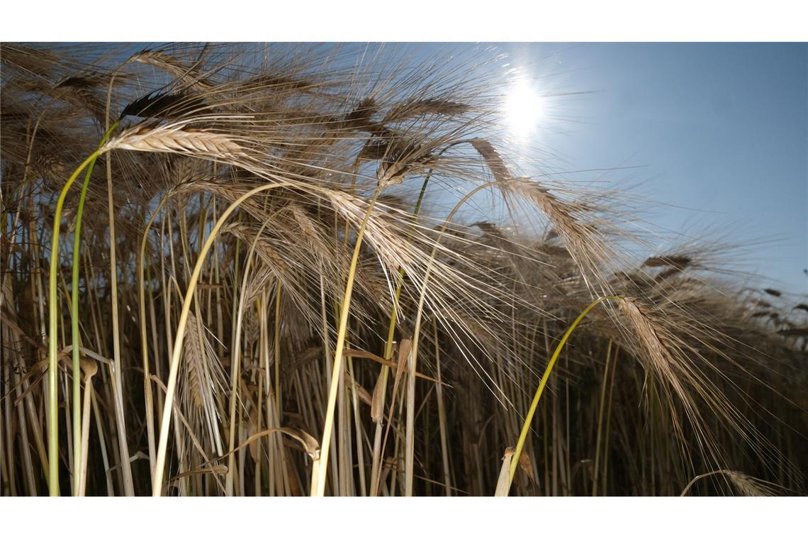 Sommeranfang: Deutschland schwitzt bei bis zu 37 Grad Am Wochenende scheint oft die Sonne.