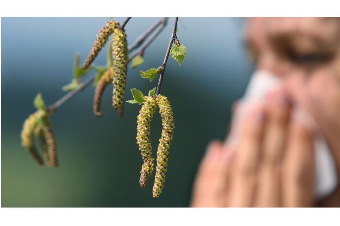 Birkenpollenplage erwartet – wo es besonders schlimm wird Am Wochenende wird eine sehr hohe Birkenpollen-Belastung in Baden-Württemberg erwartet.