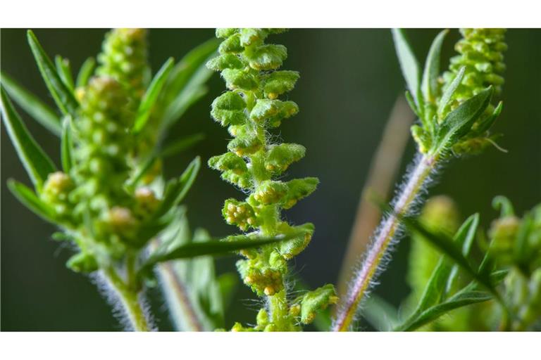 Ambrosia-Pollen können schon in kleinen Mengen heftige allergische Reaktionen auslösen. (Archivbild)