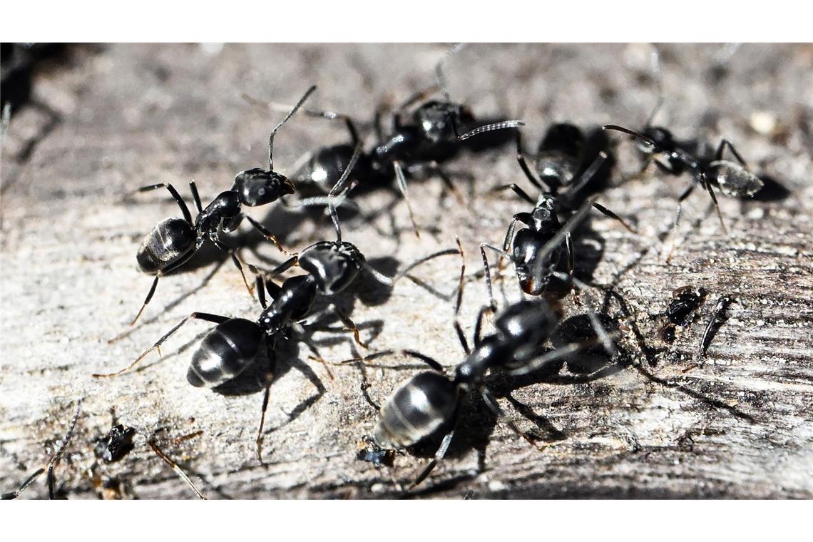 Experten beraten über Ameiseninvasion Ameisen der als invasiv geltenden Art Tapinoma magnum machen zahlreichen Kommunen zu schaffen.