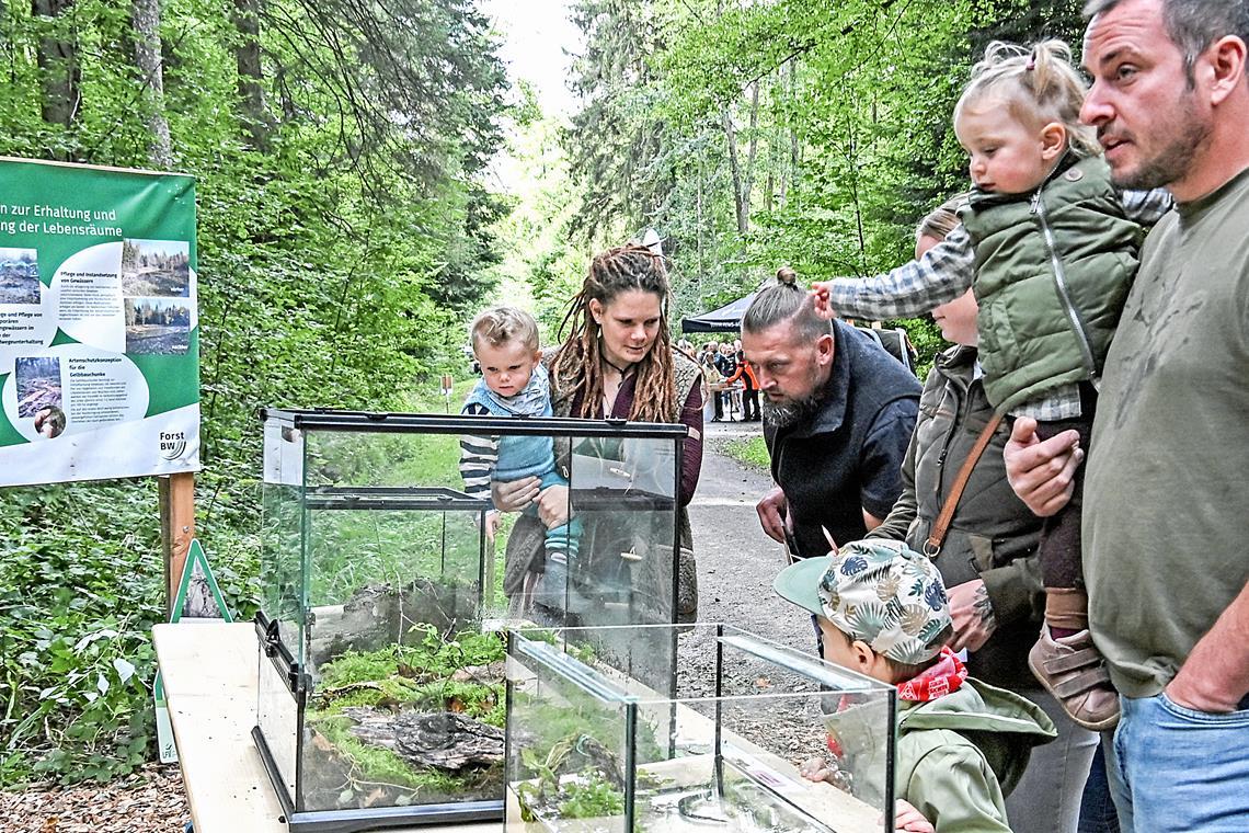 Amphibien in Terrarien: Molch, Unke und Salamander sind für Groß und Klein spannende Vertreter der Waldtierwelt. Fotos: Tobias Sellmaier