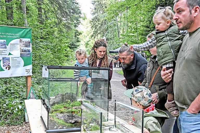 Amphibien in Terrarien: Molch, Unke und Salamander sind für Groß und Klein spannende Vertreter der Waldtierwelt. Fotos: Tobias Sellmaier