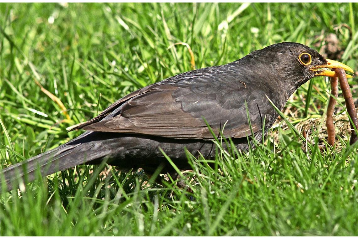 Amsel oder Schwarzdrossel (Turdus merula).